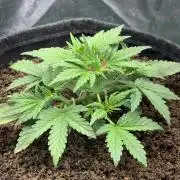 Forum Stomper x Hubbabubbasmelloscope