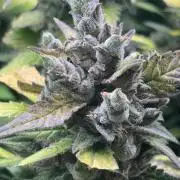 Strawberry Gorilla auto in coco hybrid
