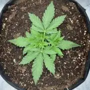 505 Headbanger Auto in coco hybrid