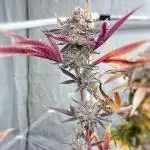 Solfire and sq1 pheno hunt