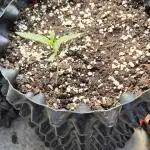 First time Summer grow outside