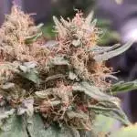 Fat banana Auto 