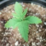 Humboldt freebie