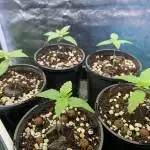 Balkh Hash Plant from Khalifa Genetics 