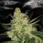 LSD AUTO - Barney's Farm