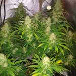 RQS - Bubble Kush Automatic - First auto
