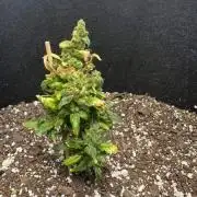 1st Timer Grow | Big Bud Auto 