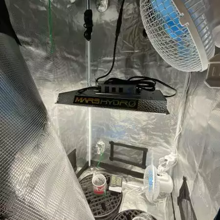 Forbidden Runtz + Blueberry Cookies