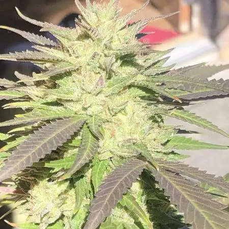 Sensi Star - Outdoor