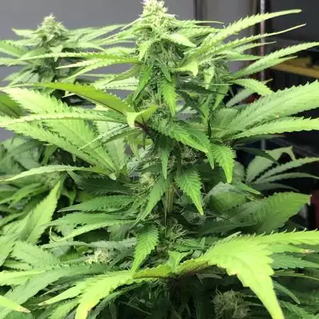 Purple Punch - Barney's Farm
