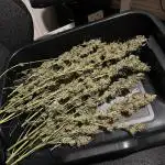 Runtz 'n' Roses - Mephisto Genetics