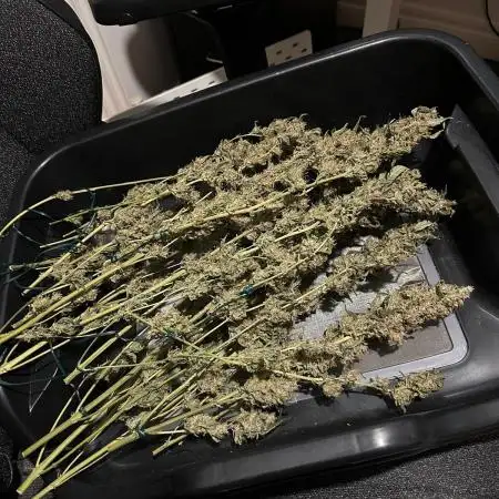 Runtz 'n' Roses - Mephisto Genetics