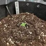 Runtz 'n' Roses - Mephisto Genetics
