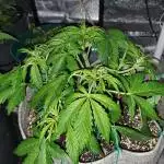 Fast Buds Purple Punch