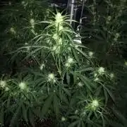 ALIEN VS TRIANGLE F2