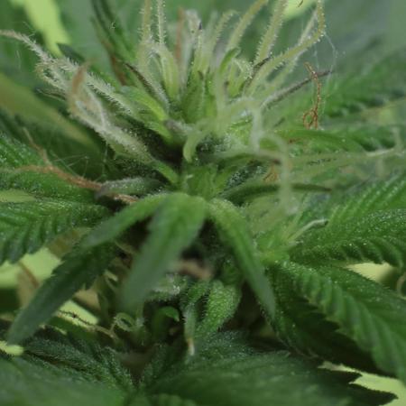 Mimosa feminized