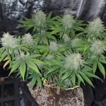 Jedi Glue x Moby Dick