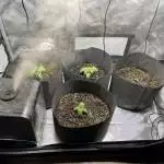 Blue Hindu (MoscaSeeds)