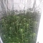 Blue cheese indoor