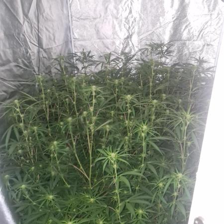Blue cheese indoor