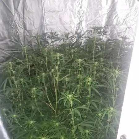 Blue cheese indoor