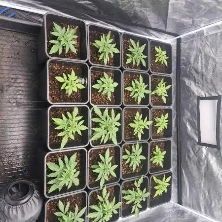 Stardawg