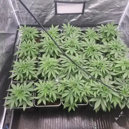 Stardawg
