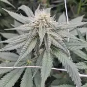 Cherry poppers pheno hunt