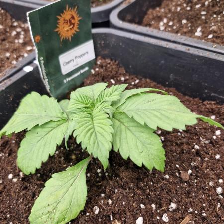 Cherry poppers pheno hunt