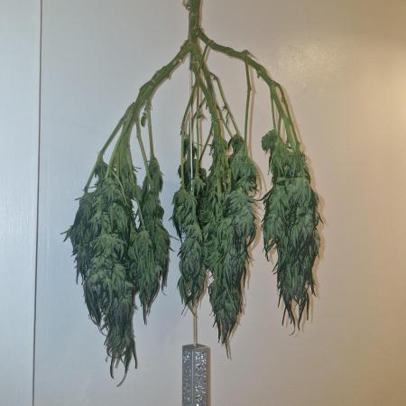 The outdoor cheese