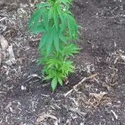 Gorilla grow