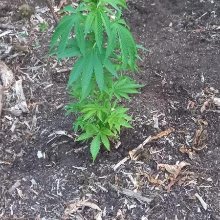 Gorilla grow
