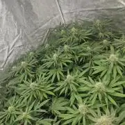 Blue dream pheno hunt