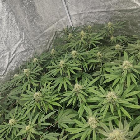 Blue dream pheno hunt