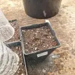 Gmo cookies pheno hunt