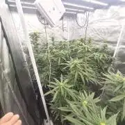 Blue sunset sherbet cuttings