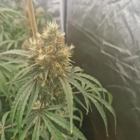 Blue cheese indoor