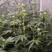 Purple stardawg and mendo breath