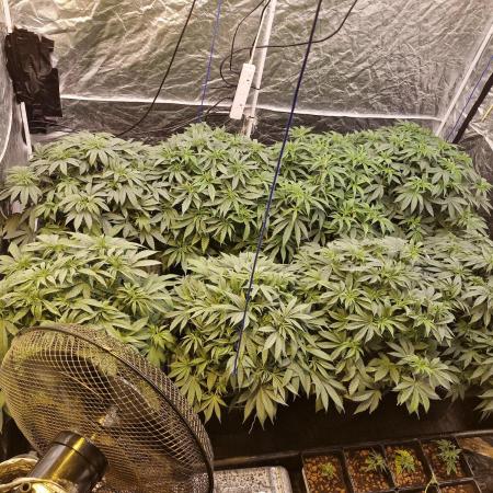 Rs11 pheno hunt