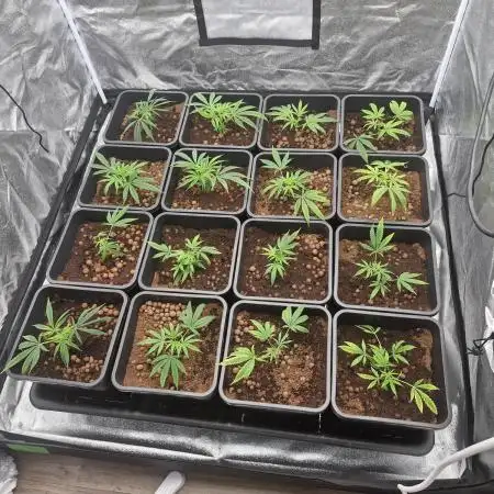 Blue cheese indoor