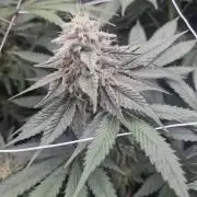 Cherry poppers pheno hunt