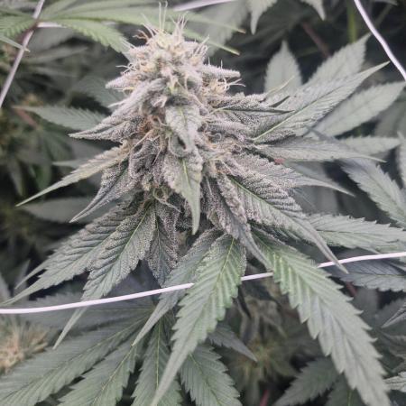 Cherry poppers pheno hunt