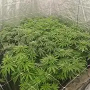 Cherry poppers pheno hunt