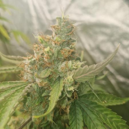 Stardawg