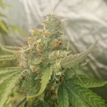 Stardawg