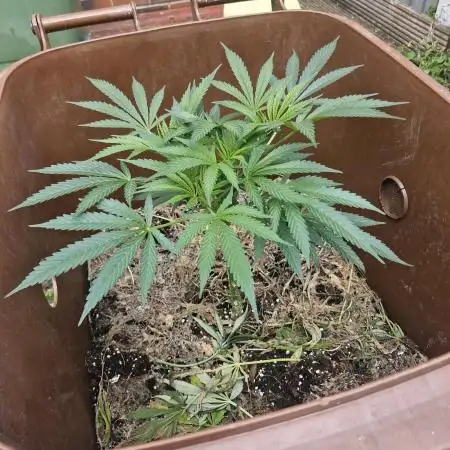 The outdoor cheese