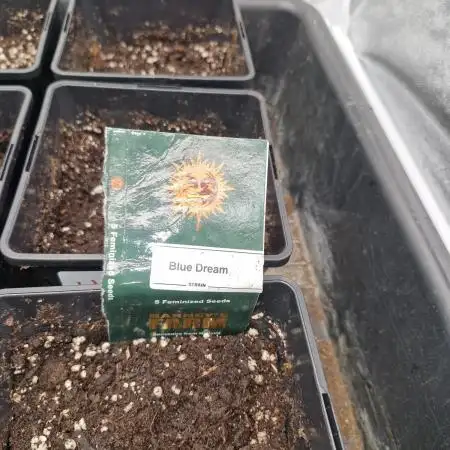 Blue dream pheno hunt