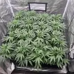 Blue cheese indoor
