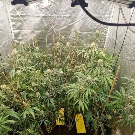 Blue cheese indoor