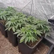 Blue dream pheno hunt